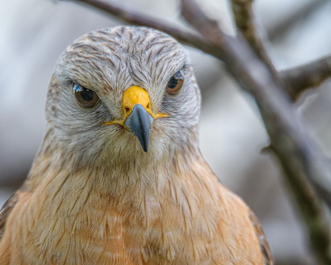 Delray Beach Woman Allegedly Attacks With Golf Club