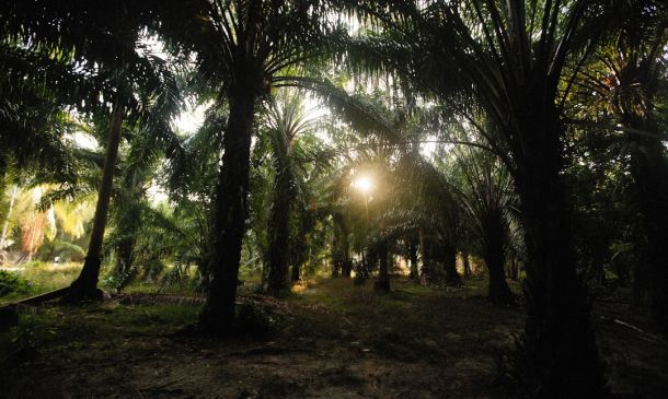 100 Trees Planted: West Boca Park Blooms