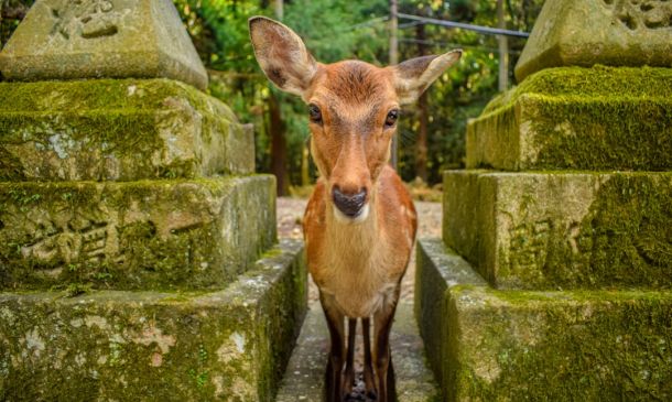 Yamato Road Crash Leaves Passenger Dead, Driver in Critical Condition