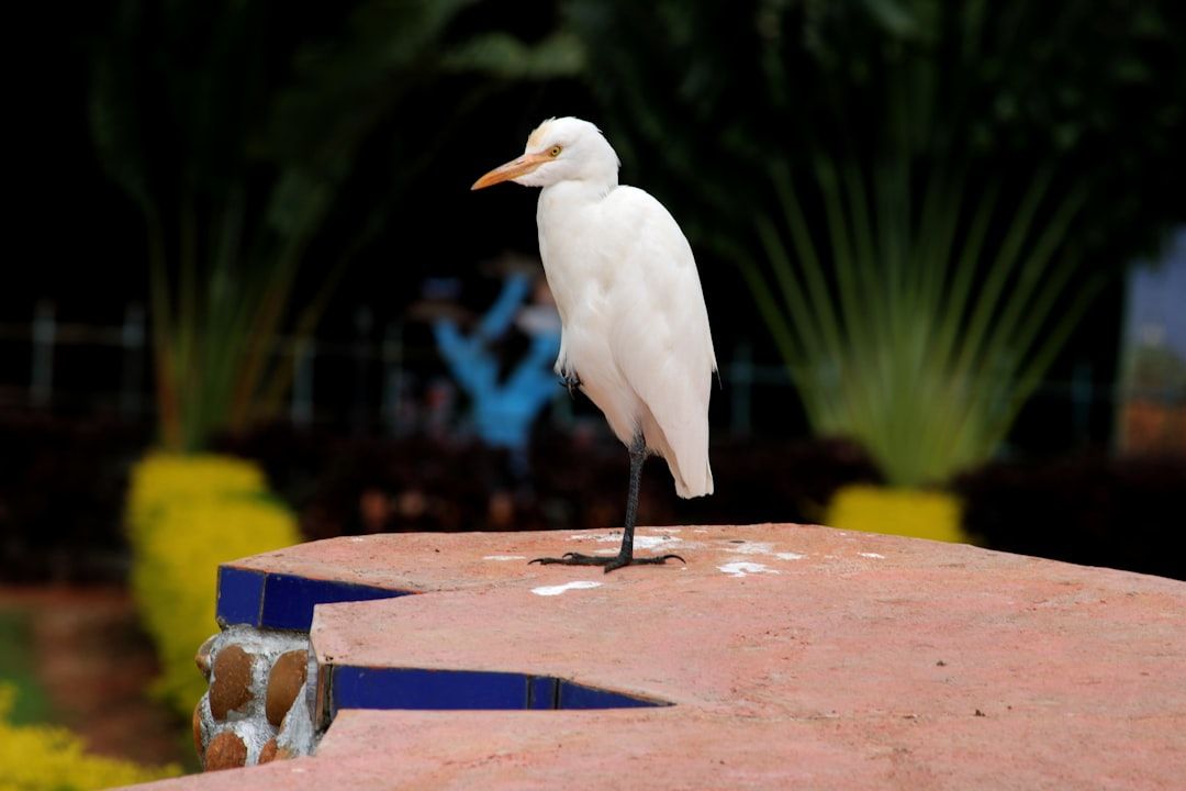 Owls Dominate Boca Raton Showdown