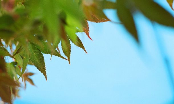 Boca Raton & Florida Medical Marijuana Guide