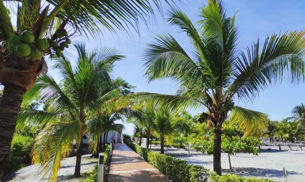 Boca Raton's Padel Boom: Courts & Community