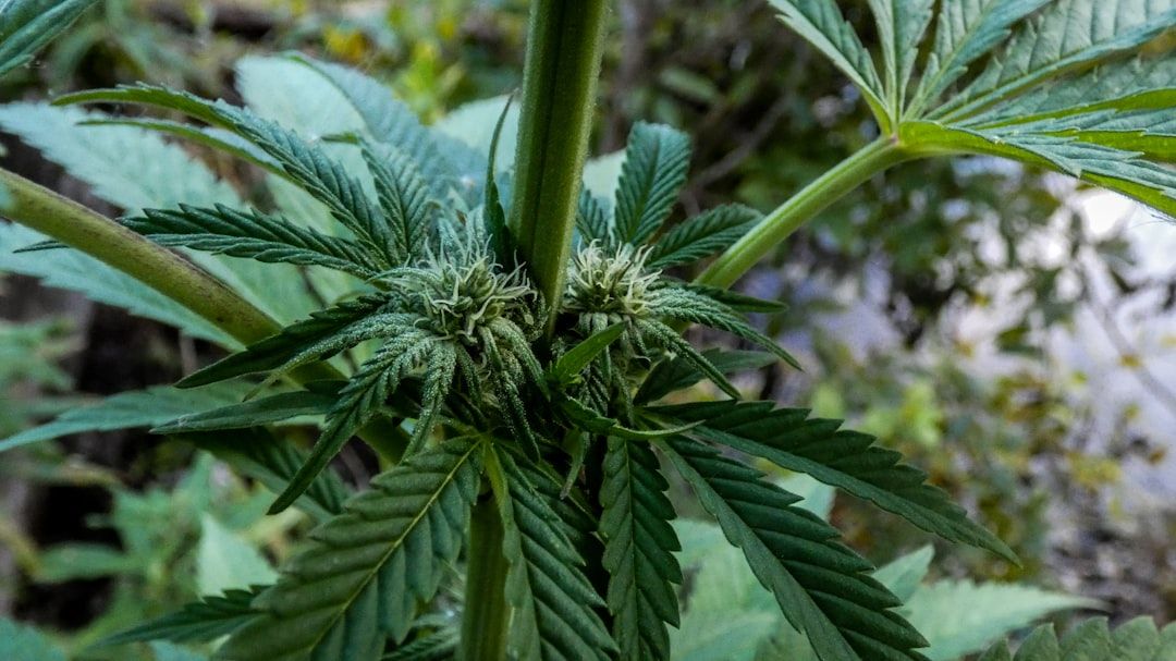 Medical Marijuana in Boca Raton: A Guide