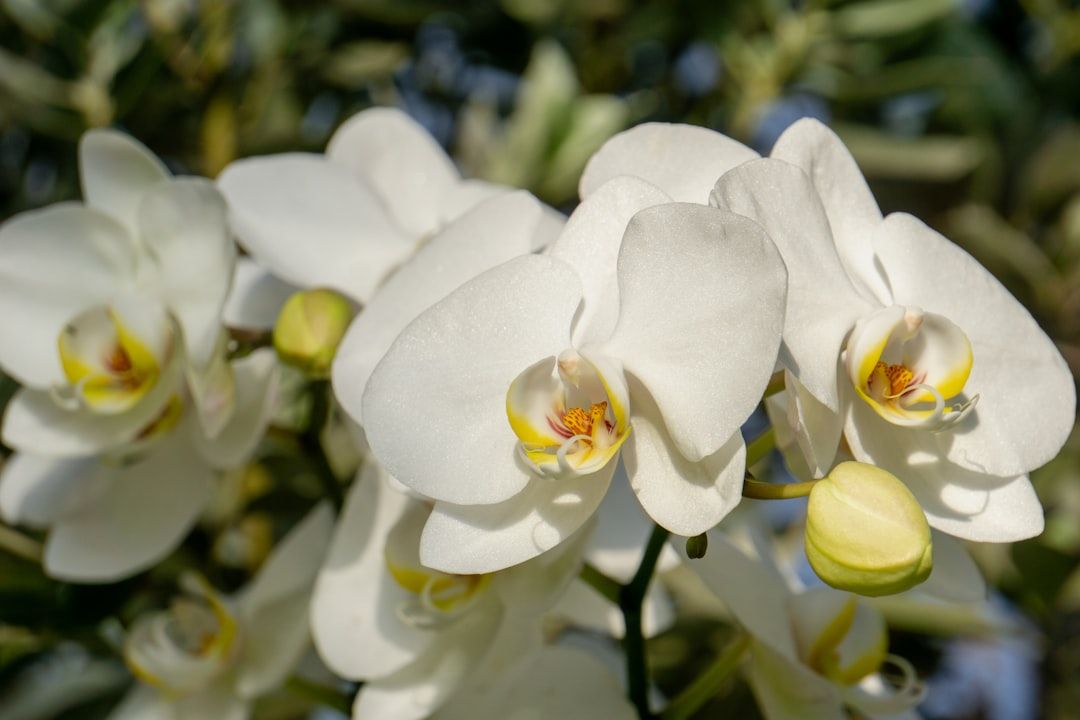 Boca Raton Orchid Obsession: A November Bloom