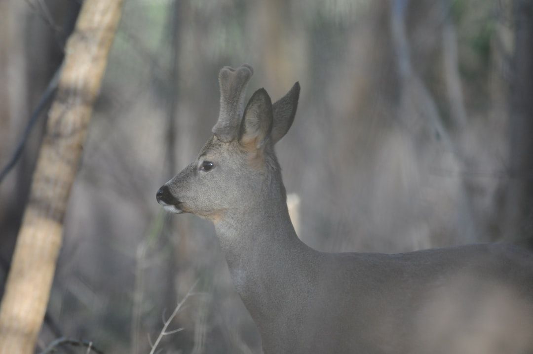 Coyotes in Boca: A Growing Concern