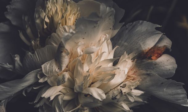 First Watch Delray Beach Slammed With Multiple Health Violations