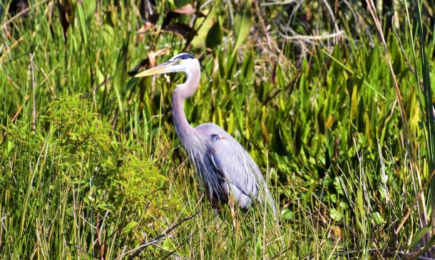 Delray Beach Resident Scott Porten Jailed On Child Pornography Charges