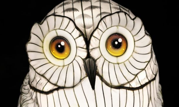 FAU Owls Soar in NFL Week 2