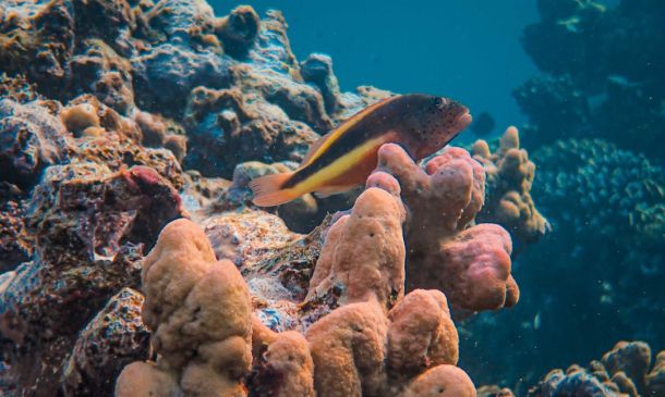 Boca Raton's Coral Reef Rescue Center Opens