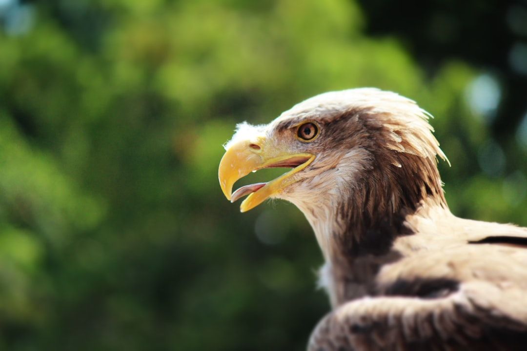 FAU Dominates FAMU in Boca Raton