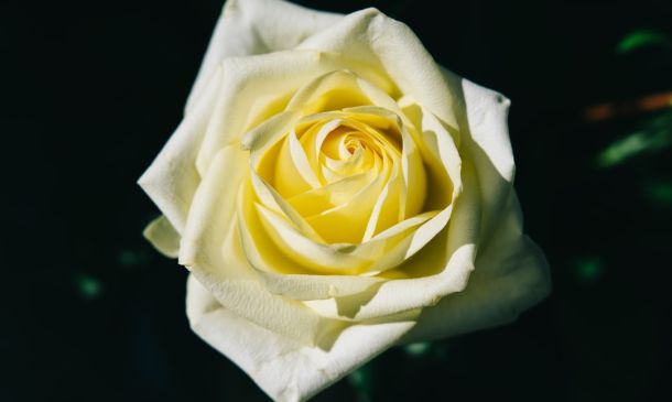 Celebrating Robert Thomas: A Boca Raton Legacy