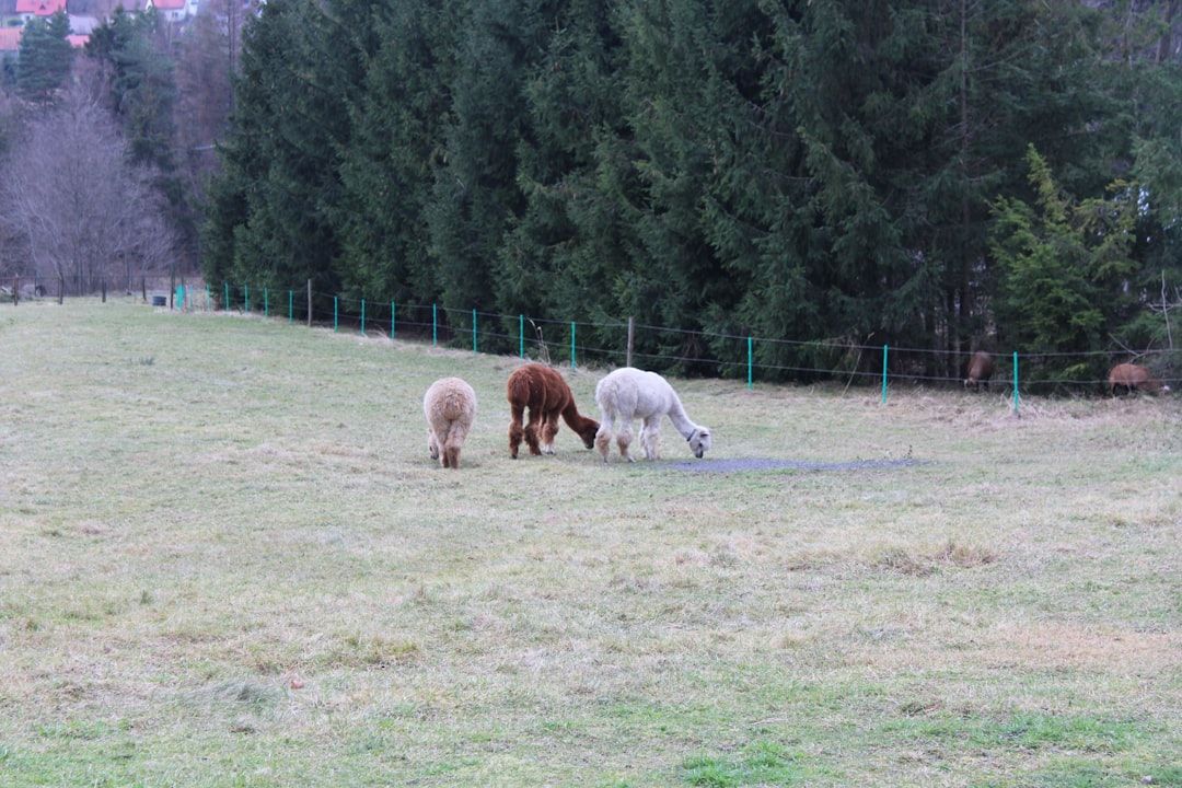 Three Proposals Would Make Downtown Boca Raton Greener, More Pedestrian Friendly