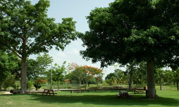 100 Trees Transform Boca Raton Park