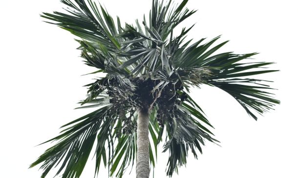 Remembering a Boca Raton Life