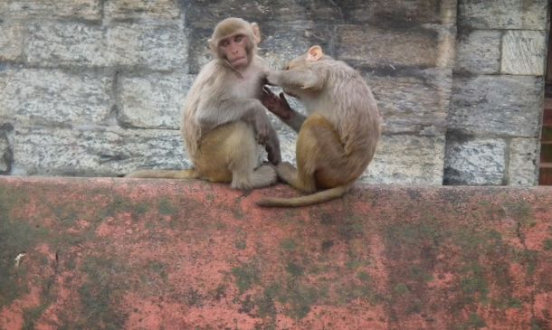 Beloved Palm Beach County Sheriff’s Horse Dies at 18