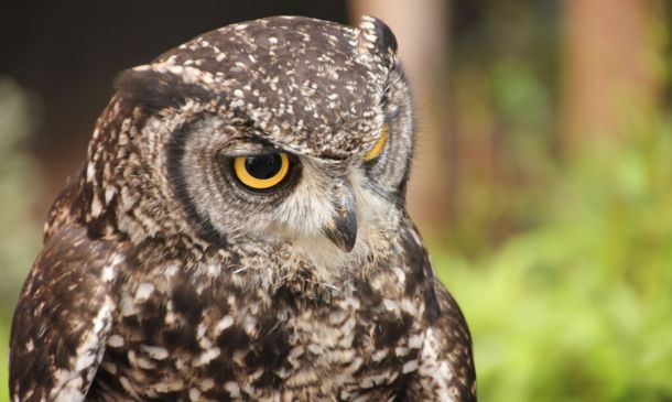 FAU Owls Soar in the NFL