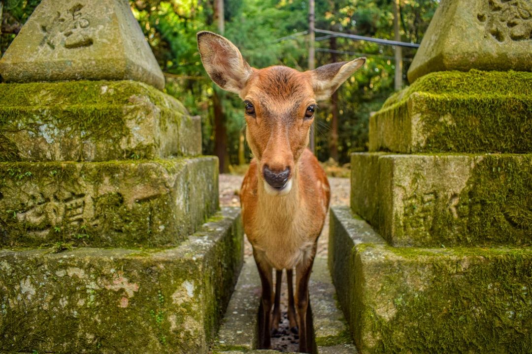 Yamato Road Crash Leaves Passenger Dead, Driver in Critical Condition