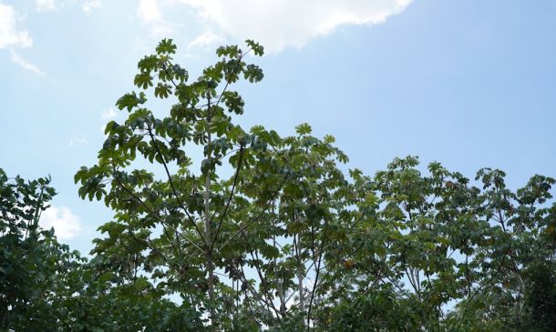 100 New Trees Planted in Boca Raton Park