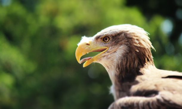 FAU Dominates FAMU in Boca Raton