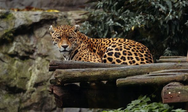 ANIMAL CRUELTY: West Boca Raton Man Charged With Abusing Horses