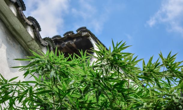 Boca Raton's Cannabis Guide: Laws & Future