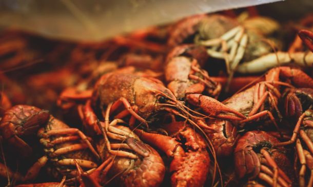 Boca Raton's Upscale Lobster Haven