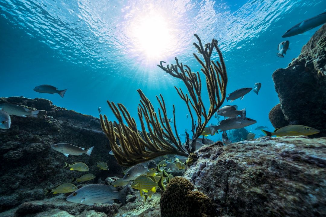 Boca Raton's New Coral Conservation Center