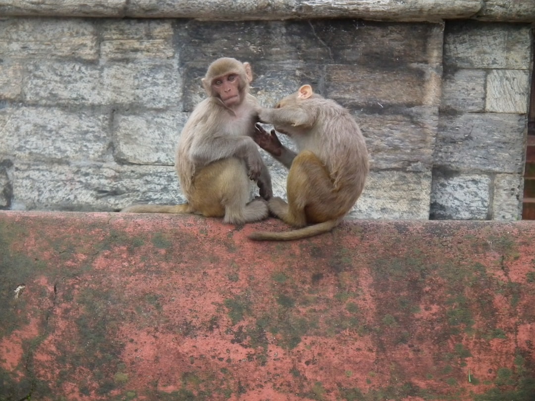 Beloved Palm Beach County Sheriff’s Horse Dies at 18 2 Beloved Palm Beach County Sheriff’s Horse Dies at 18