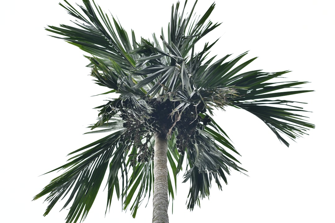 Remembering a Boca Raton Life