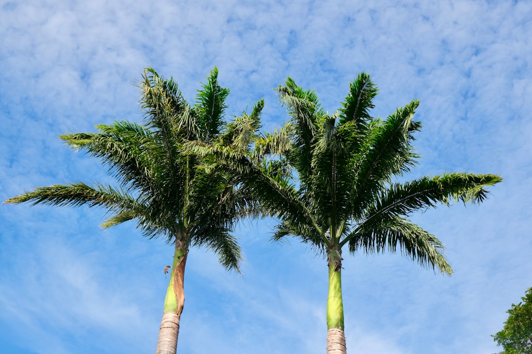 Boca Raton's Medical Marijuana Guide