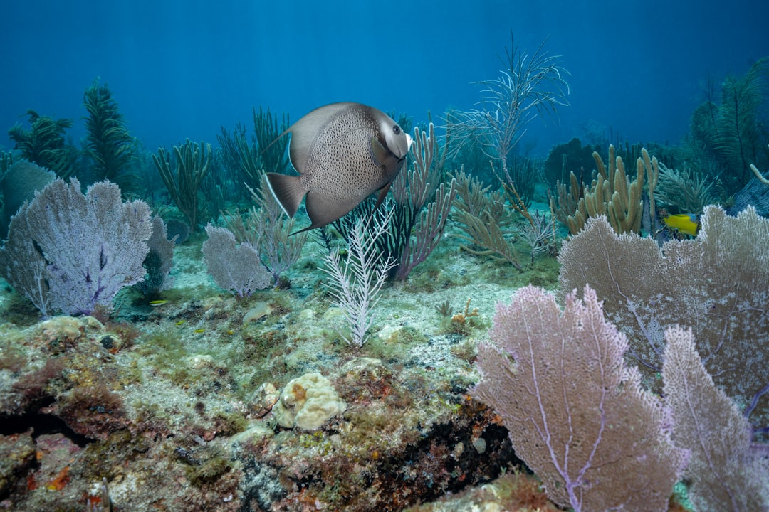 Boca Raton Opens Groundbreaking Coral Conservation Center