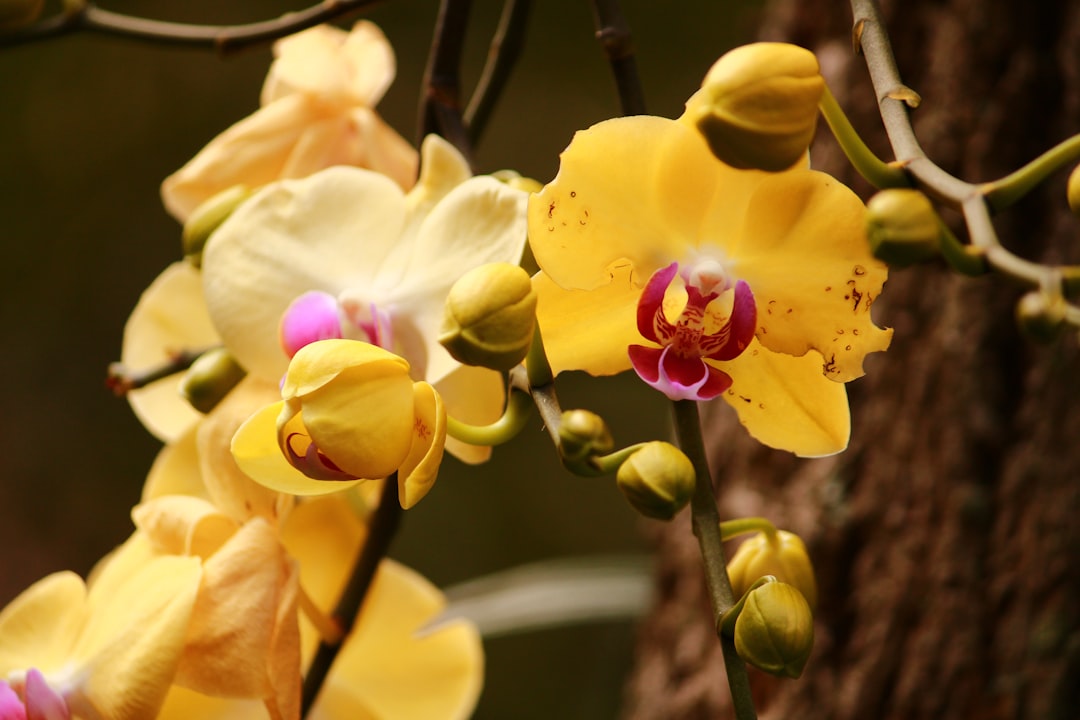 Boca Raton's Floral Art Exhibit Blooms
