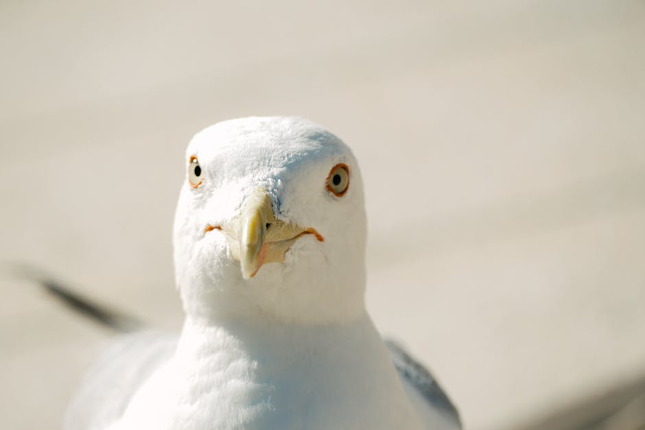 Boca Raton flood alerts – Helpful Smart Boca Raton Flood Alert: 7-Day Heavy Rain Risk