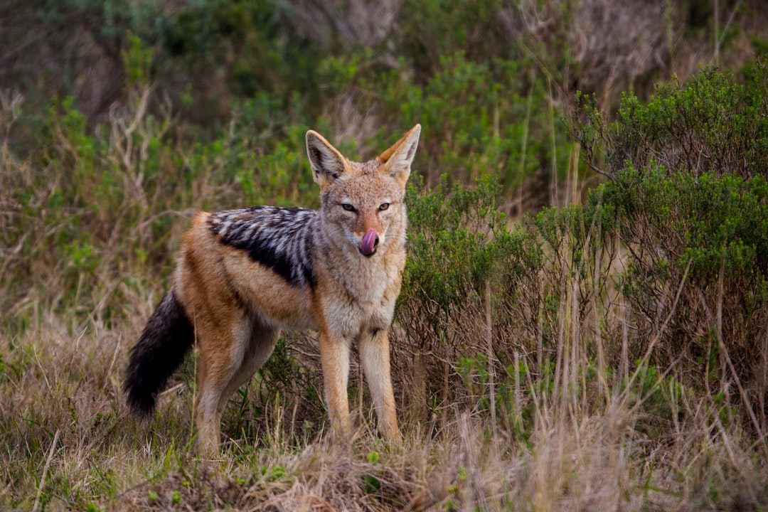 Boca Raton's Coyote Boom: Understanding Urban Wildlife