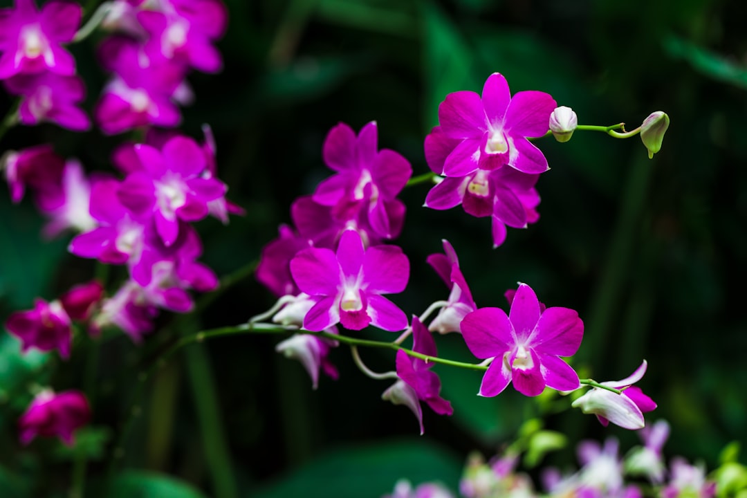Boca Raton Orchid Extravaganza