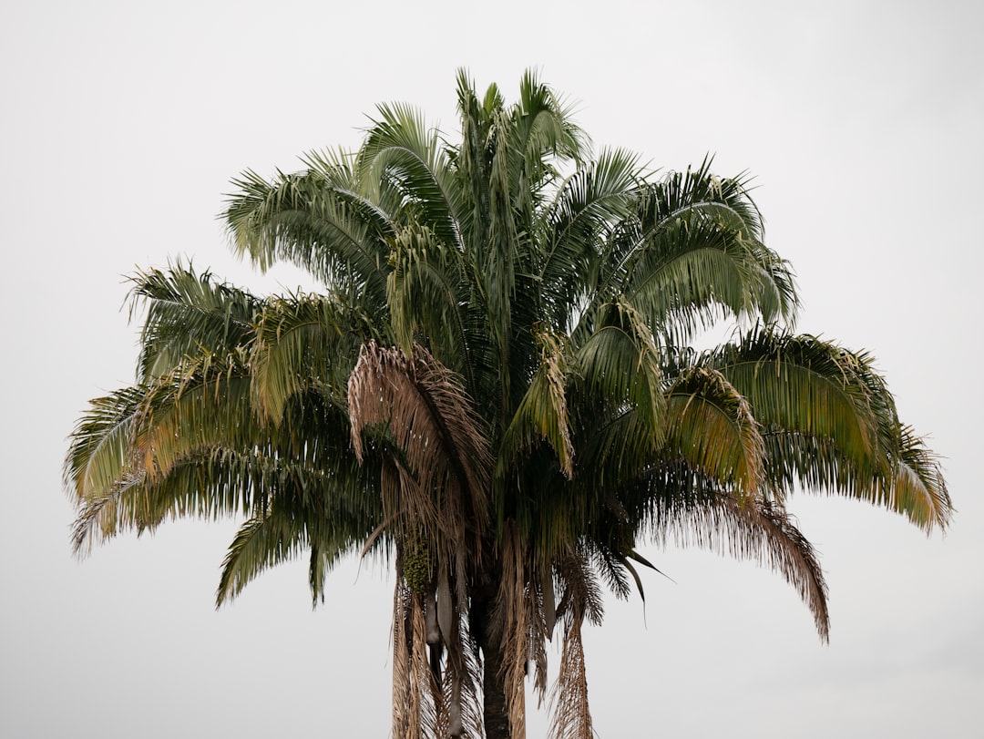 Boca Raton: Heavy Rain & Flood Warnings
