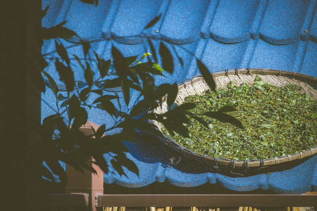 Boca Raton's Cannabis Laws: A Guide