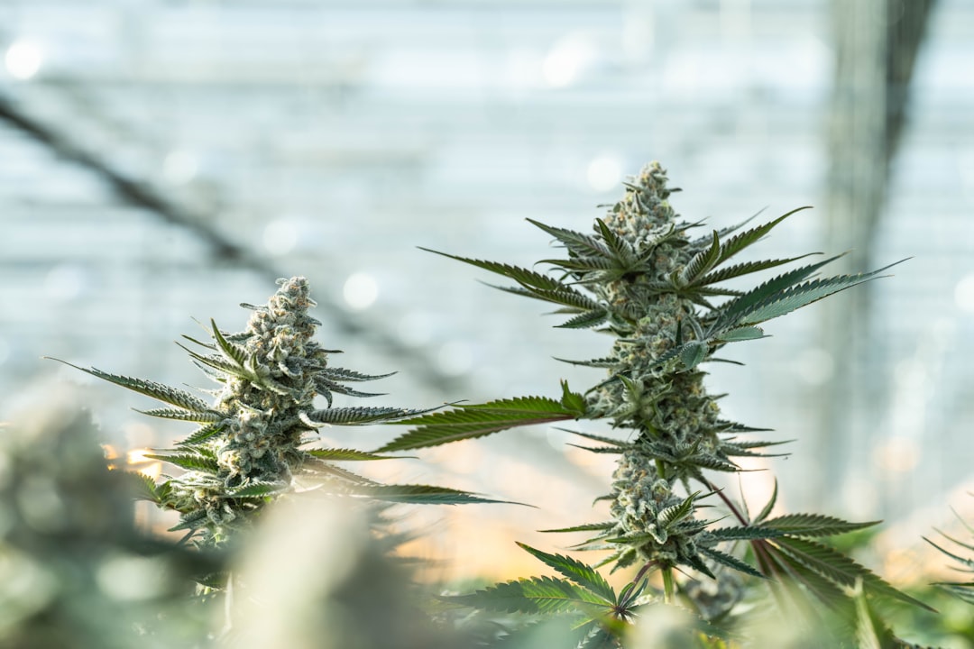 Boca Raton Medical Marijuana Guide