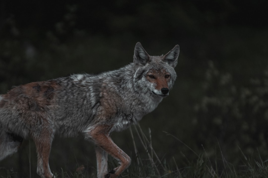 Boca Raton Coyotes: A Growing Concern