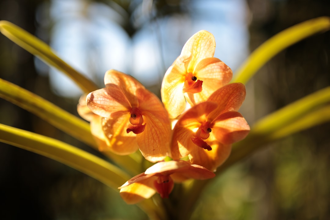 Boca Raton's Orchid Obsession