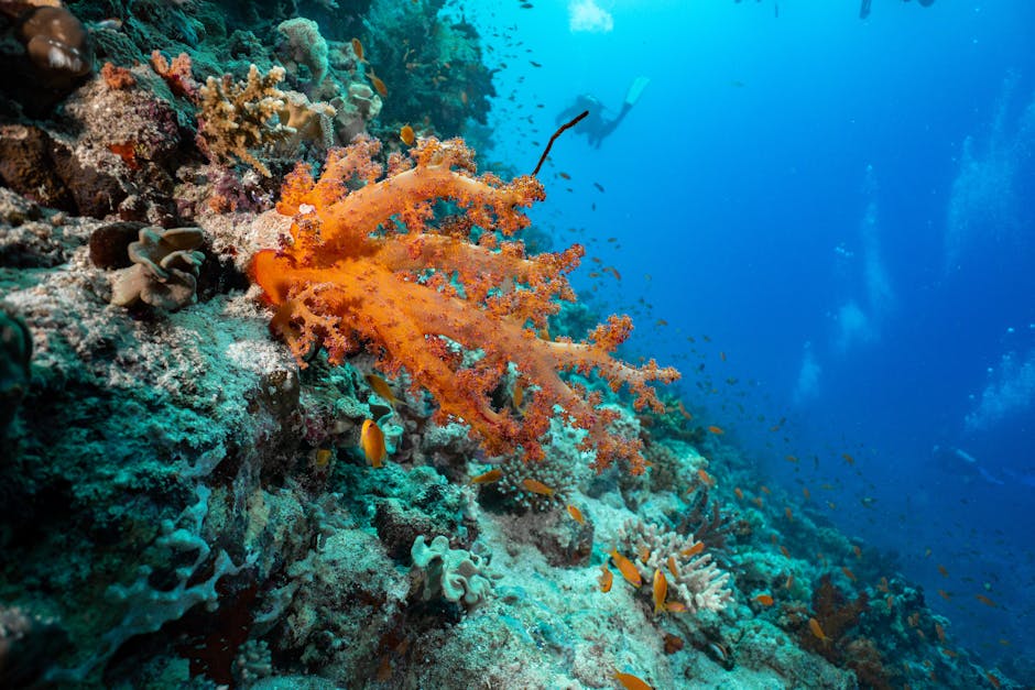Boca Raton conservation – 7 Must-See Essential Steps to Save Florida's Reefs