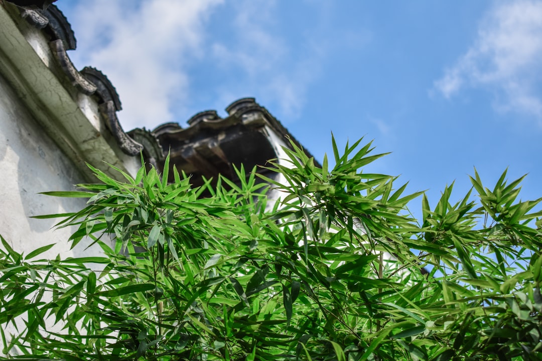 Boca Raton's Cannabis Guide: Laws & Future