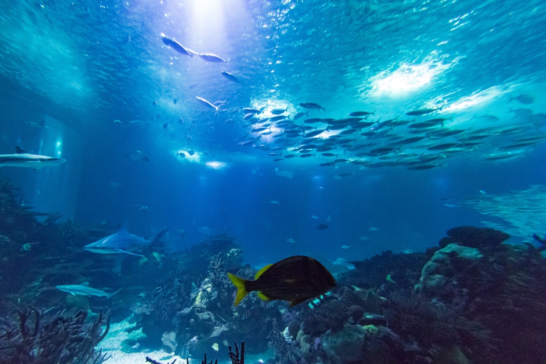 World's First Coral Conservation Center Opens