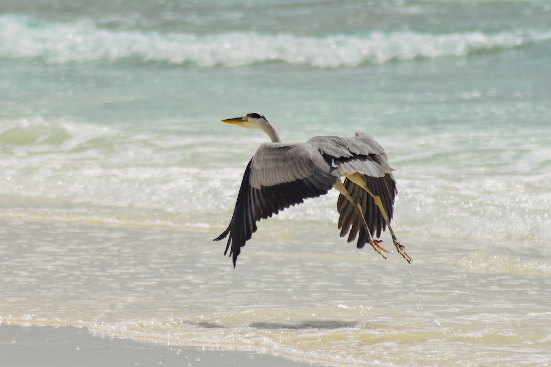 FAU Crushes FAMU in Week 2 Blowout
