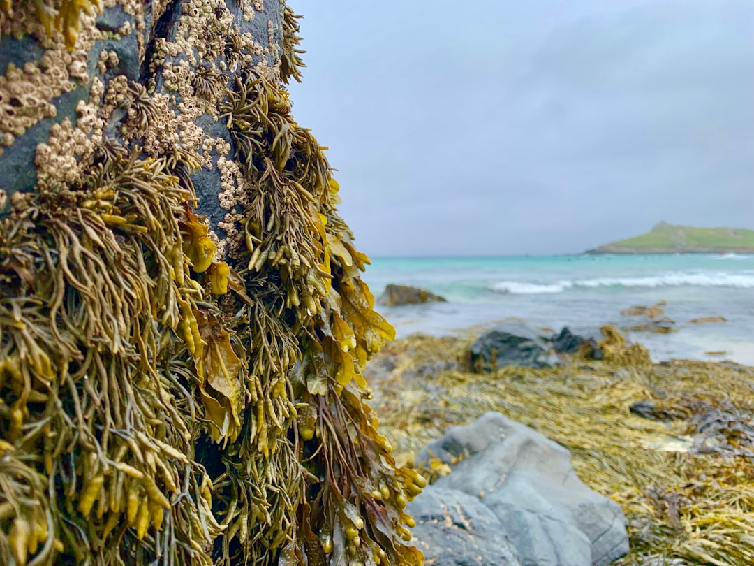 Seaweed Plagues Palm Beach County Beaches With ‘Inundation’ Forecast 2 Seaweed Plagues Palm Beach County Beaches With ‘Inundation’ Forecast