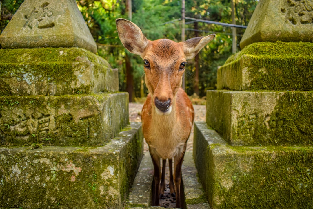 Yamato Road Crash Leaves Passenger Dead, Driver in Critical Condition 3 Yamato Road Crash Leaves Passenger Dead, Driver in Critical Condition