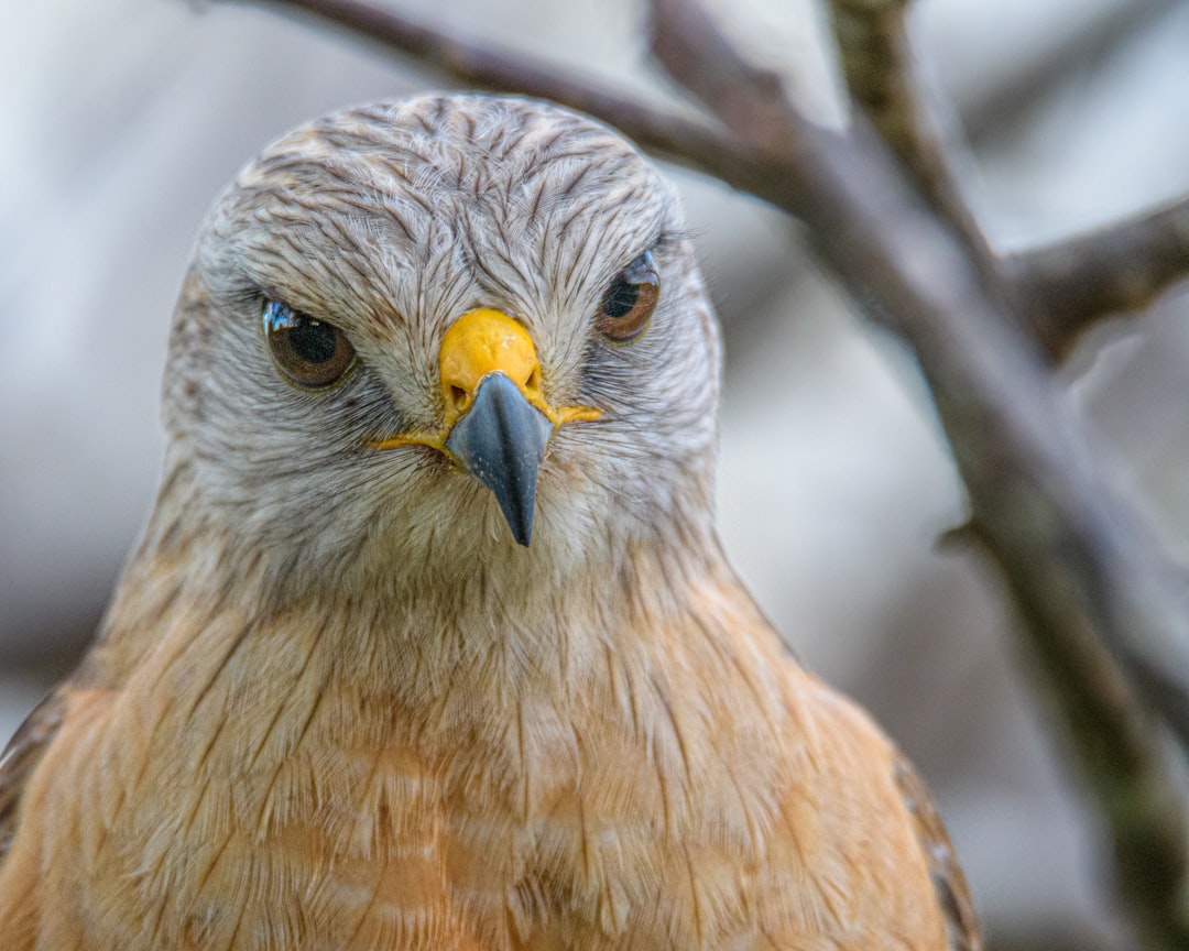 Delray Beach Woman Allegedly Attacks With Golf Club