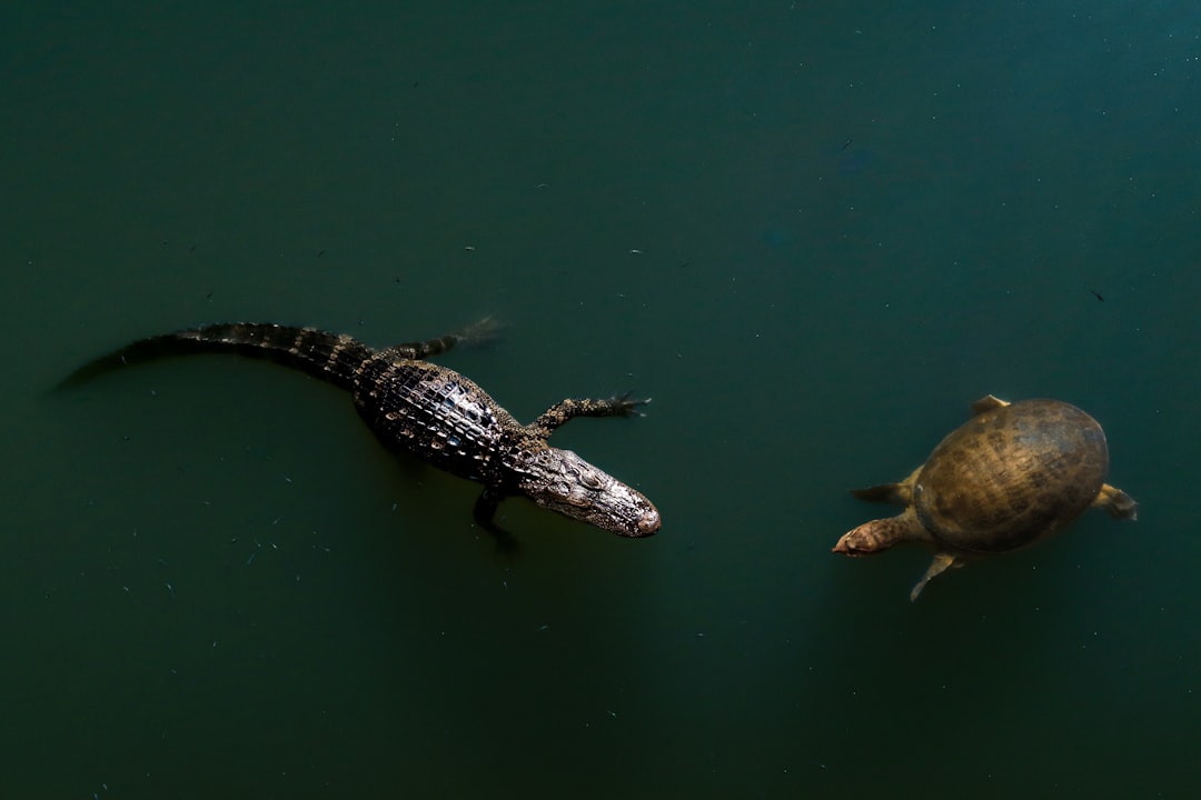 FLORIDA ALERT ISSUED FOR FOUR MISSING CHILDREN