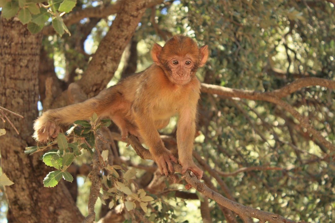 ANIMAL CRUELTY ARREST: Delray Beach Doggie Daycare Owner