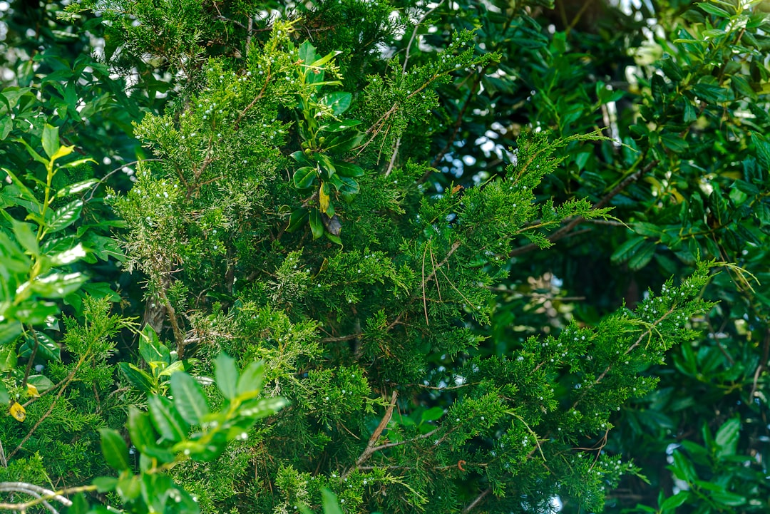 Deerfield Beach Murder Suspect Arrested